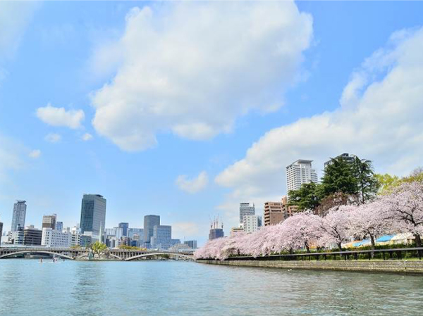 終了 ひまわり 桜スペシャルクルーズ